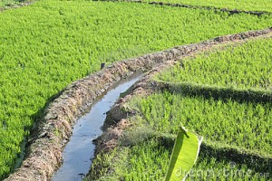 rice-field-irrigation