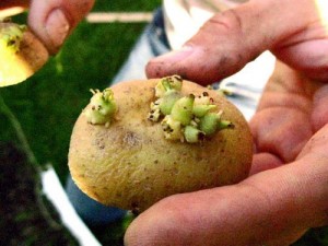 seed-potato